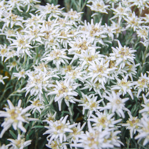 Outsidepride Edelweiss seeds germinate best in gritty well drained soil