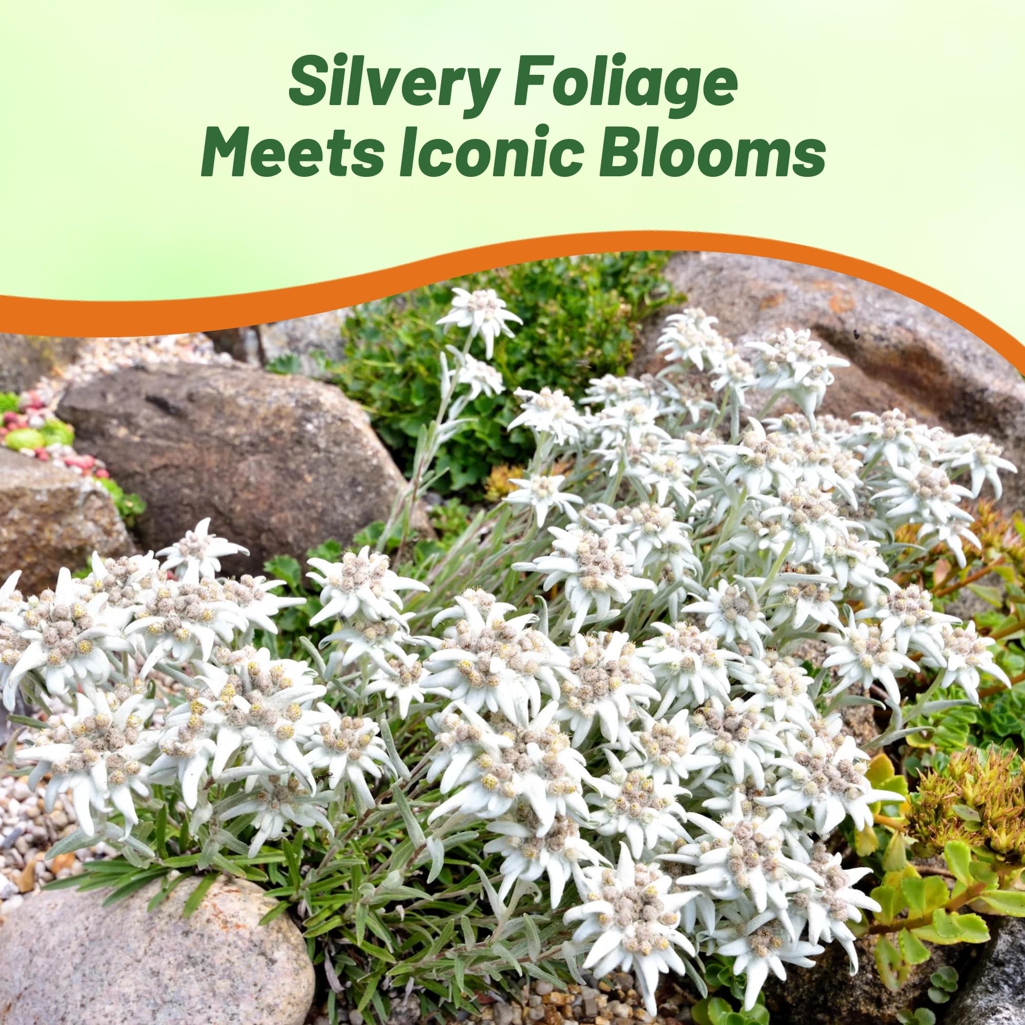 Outsidepride Edelweiss seeds grow 6 to 8 inch plants with year after year blooms