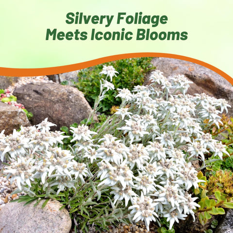 Outsidepride Edelweiss seeds grow 6 to 8 inch plants with year after year blooms