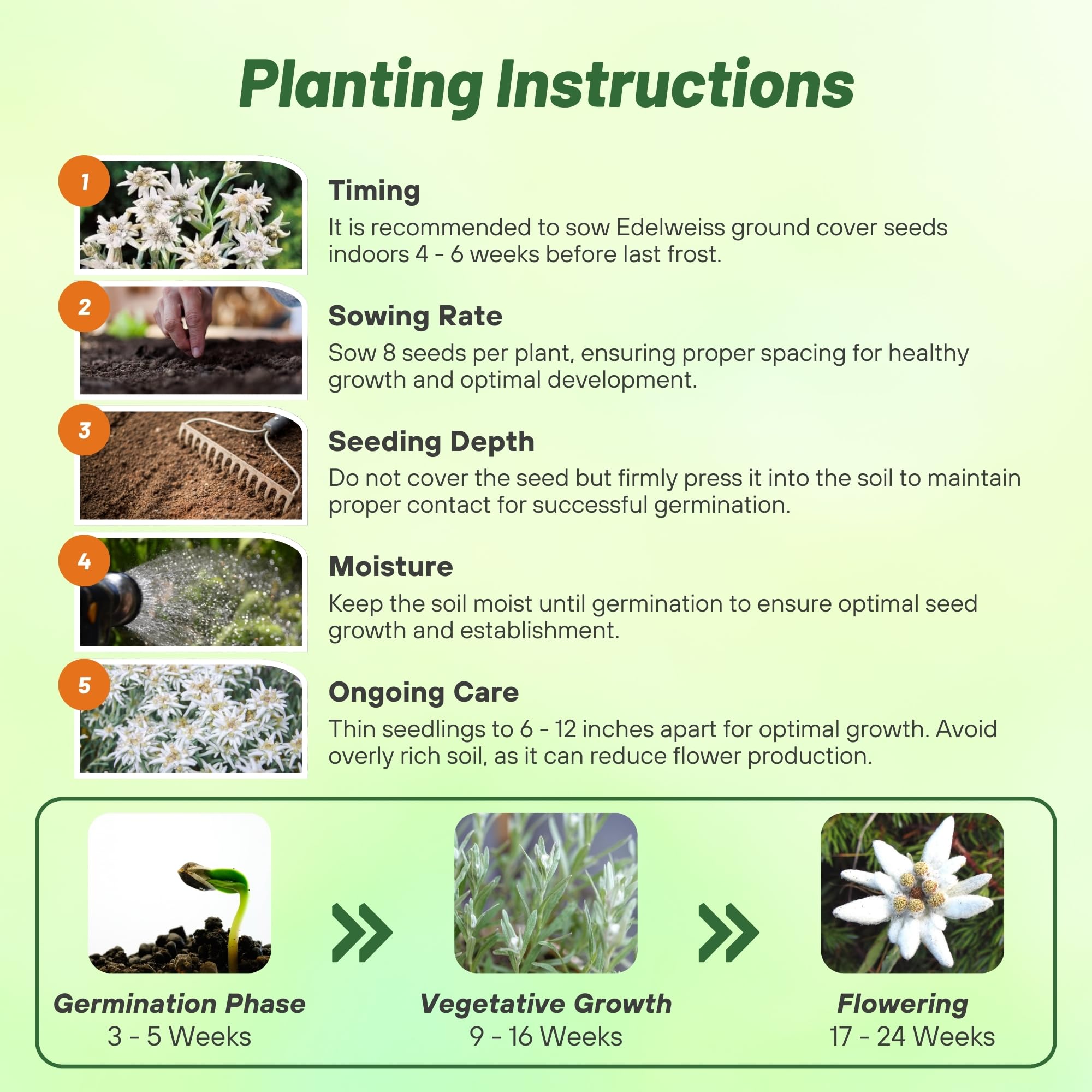 Outsidepride Edelweiss seeds suit rock gardens, containers, and raised beds