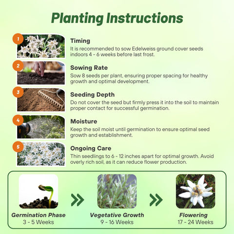 Outsidepride Edelweiss seeds suit rock gardens, containers, and raised beds