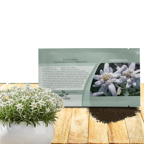 Outsidepride Edelweiss seeds form silvery ground cover for drought-tolerant xeriscaping