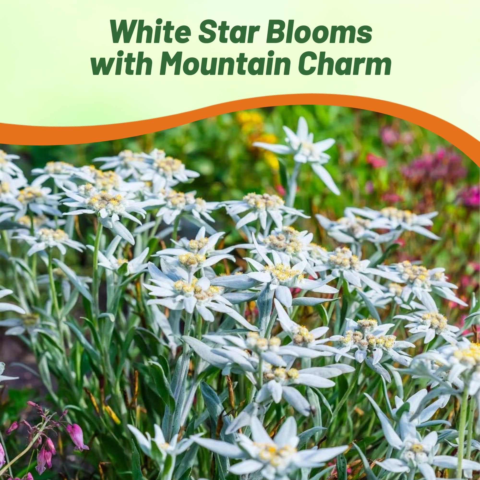 Outsidepride Edelweiss seeds support cut flower arrangements with elegant blooms