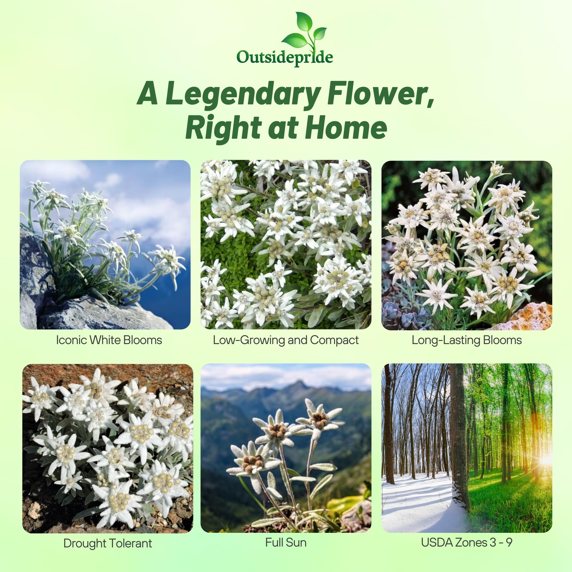 Outsidepride Edelweiss blooms display woolly white flowers for borders and rock gardens