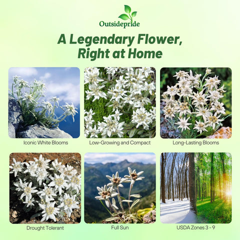 Outsidepride Edelweiss blooms display woolly white flowers for borders and rock gardens