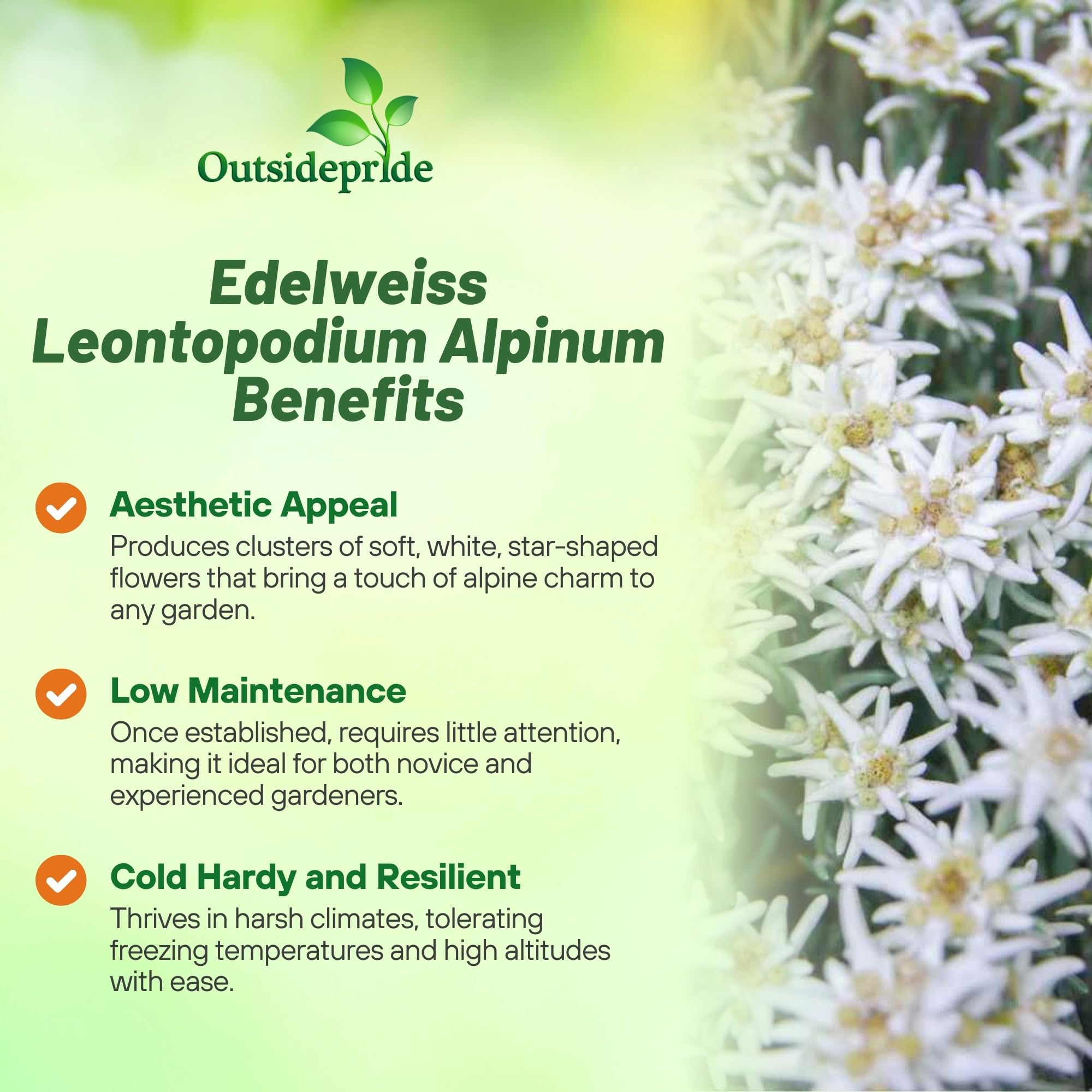 Outsidepride Edelweiss seeds create a low deer resistant perennial in zones 3 to 9