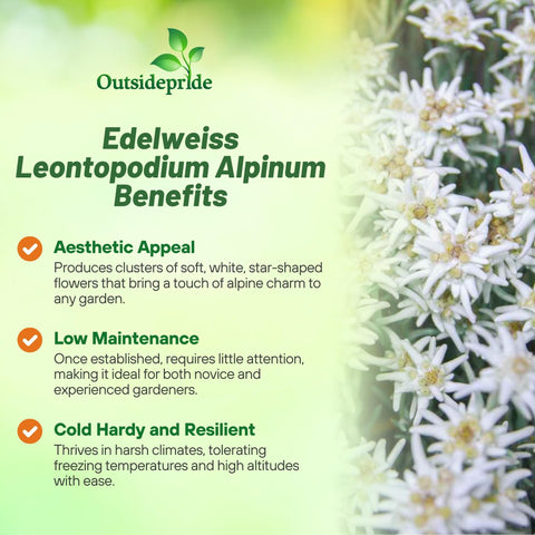 Outsidepride Edelweiss seeds create a low deer resistant perennial in zones 3 to 9