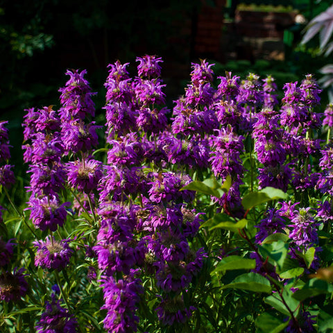 Outsidepride edible leaves and flowers add culinary notes.