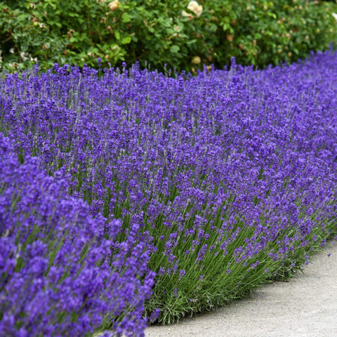 Outsidepride lavender demonstrates drought tolerance with minimal watering