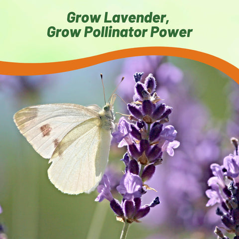 Outsidepride lavender plants thriving in full sun in garden bed