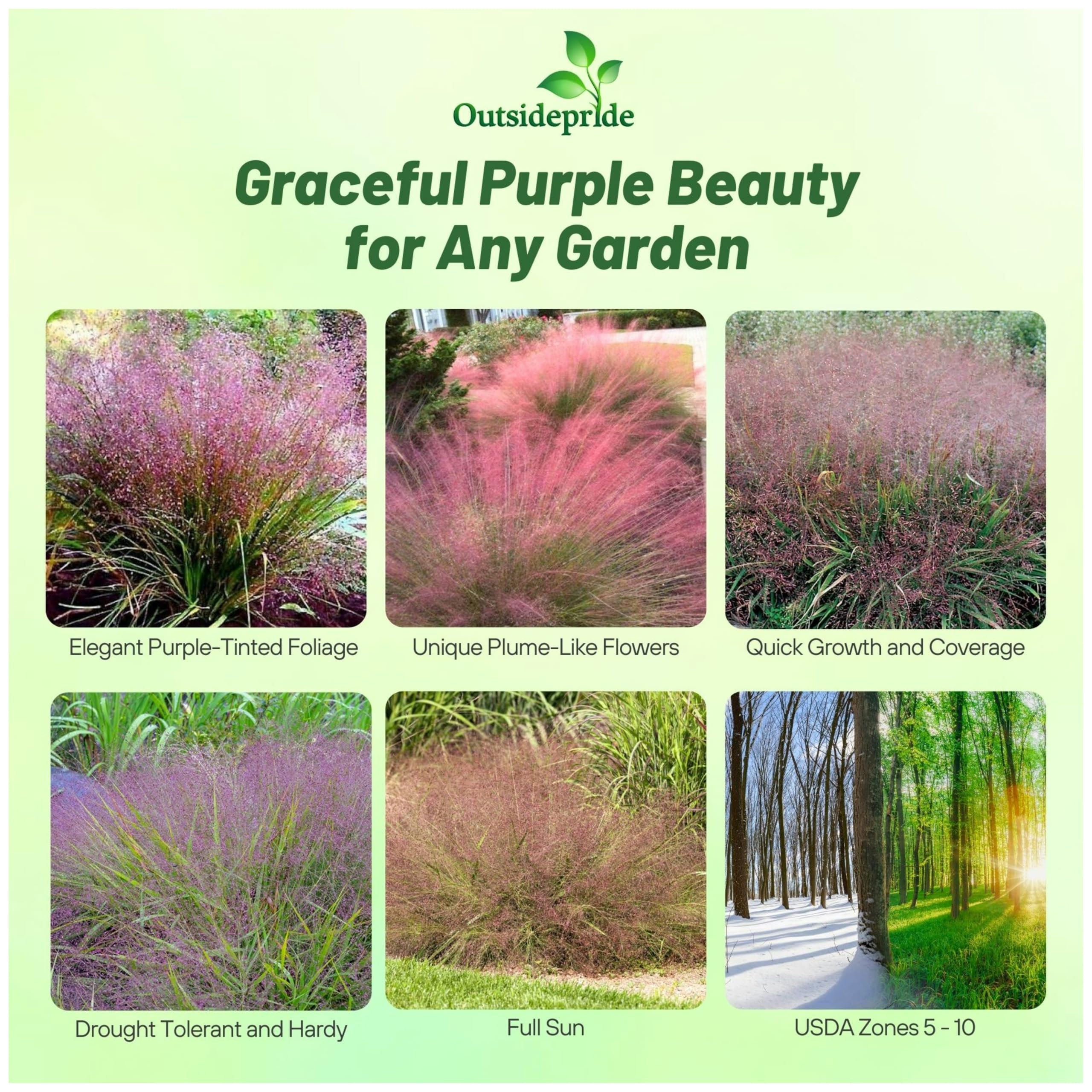 Outsidepride Eragrostis spectabilis flowers add rosy purple color in late summer.