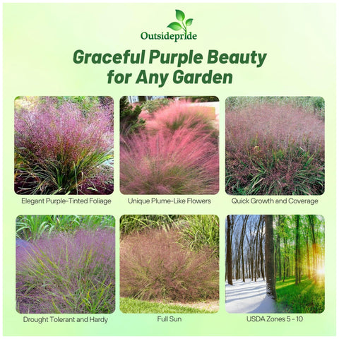 Outsidepride Eragrostis spectabilis flowers add rosy purple color in late summer.