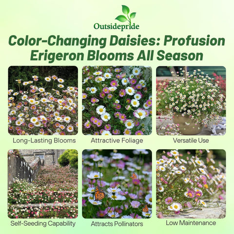 Outsidepride Erigeron daisy seeds for border patches attracting pollinators