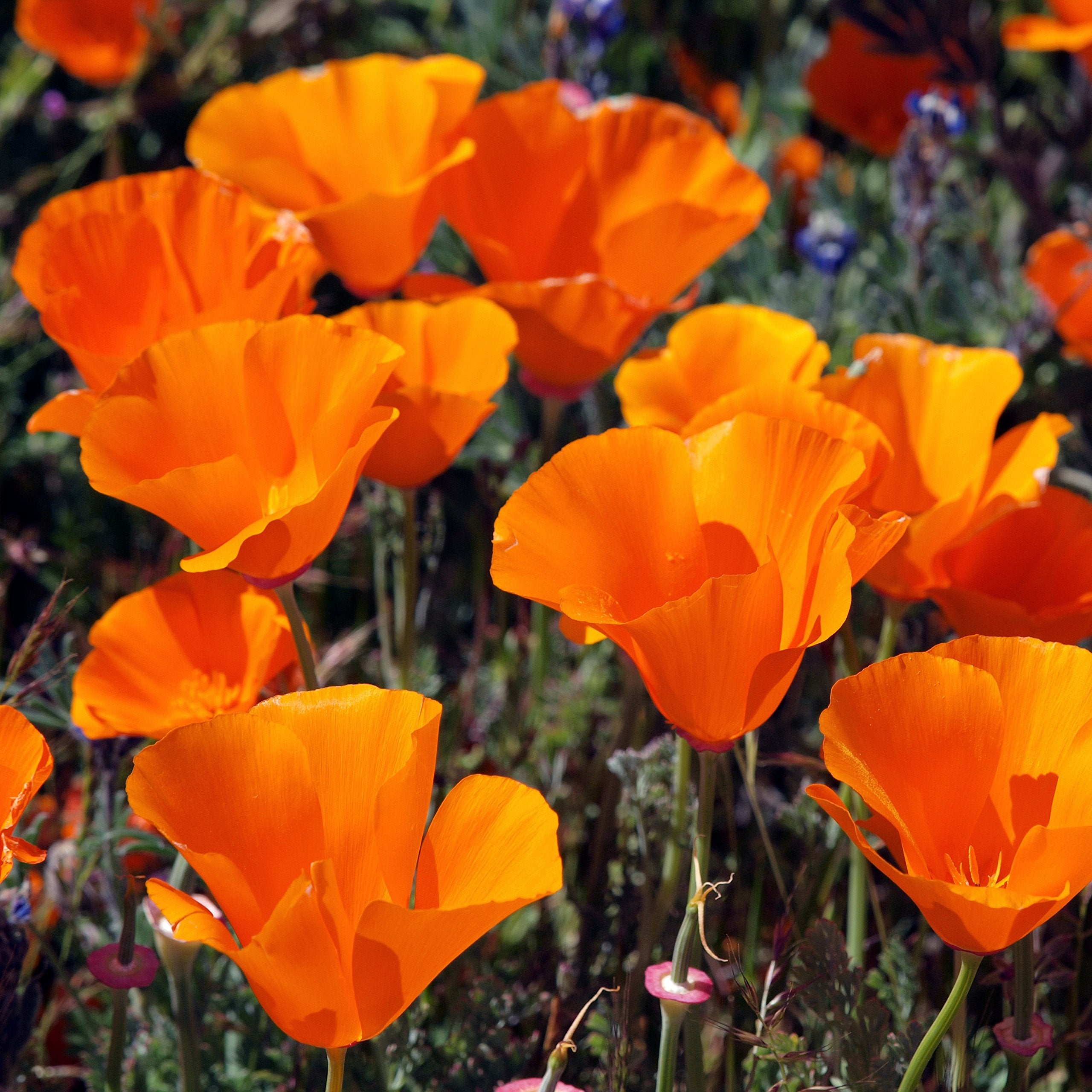 Outsidepride Eschscholzia Orange California Poppy seeds highlight heirloom, open-pollinated blooms