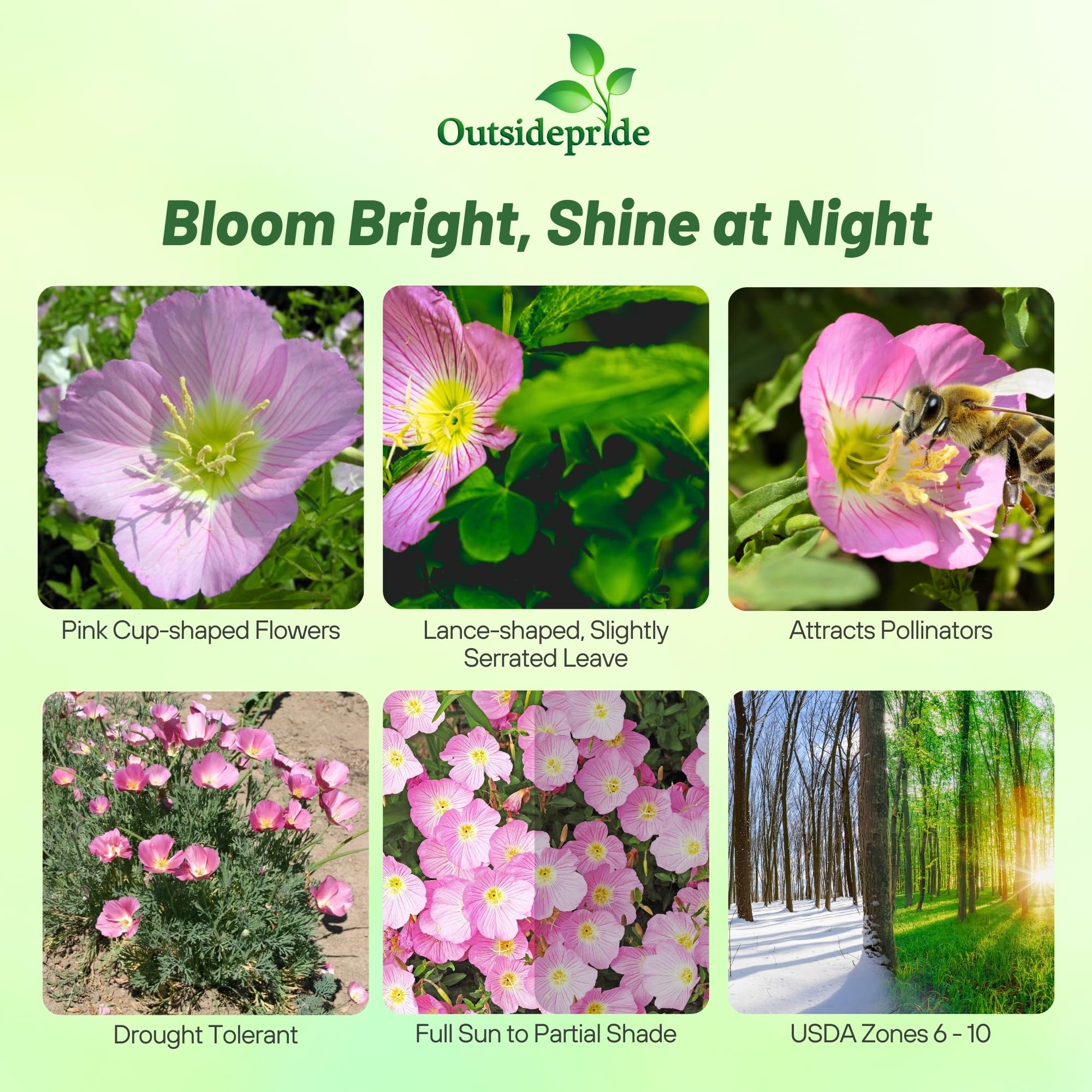 Outsidepride Evening Primrose pink bloom closeup showing silky petals and yellow centers.