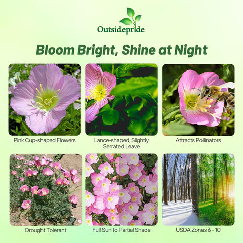 Outsidepride Evening Primrose pink bloom closeup showing silky petals and yellow centers.