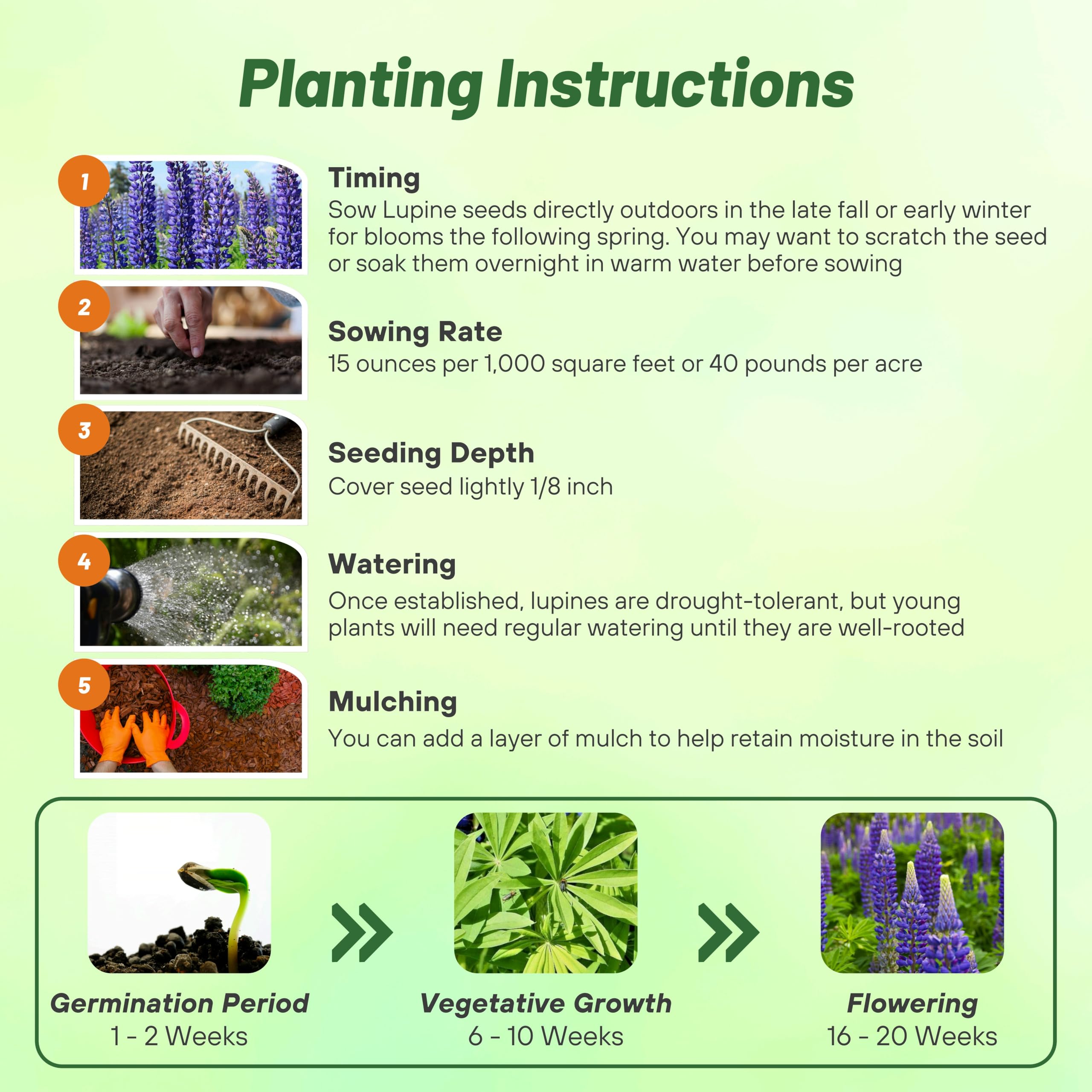 Fall planting idea with Outsidepride lupine for year-round color.