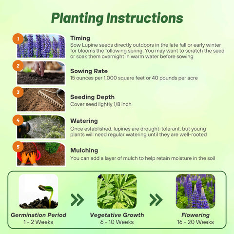 Fall planting idea with Outsidepride lupine for year-round color.