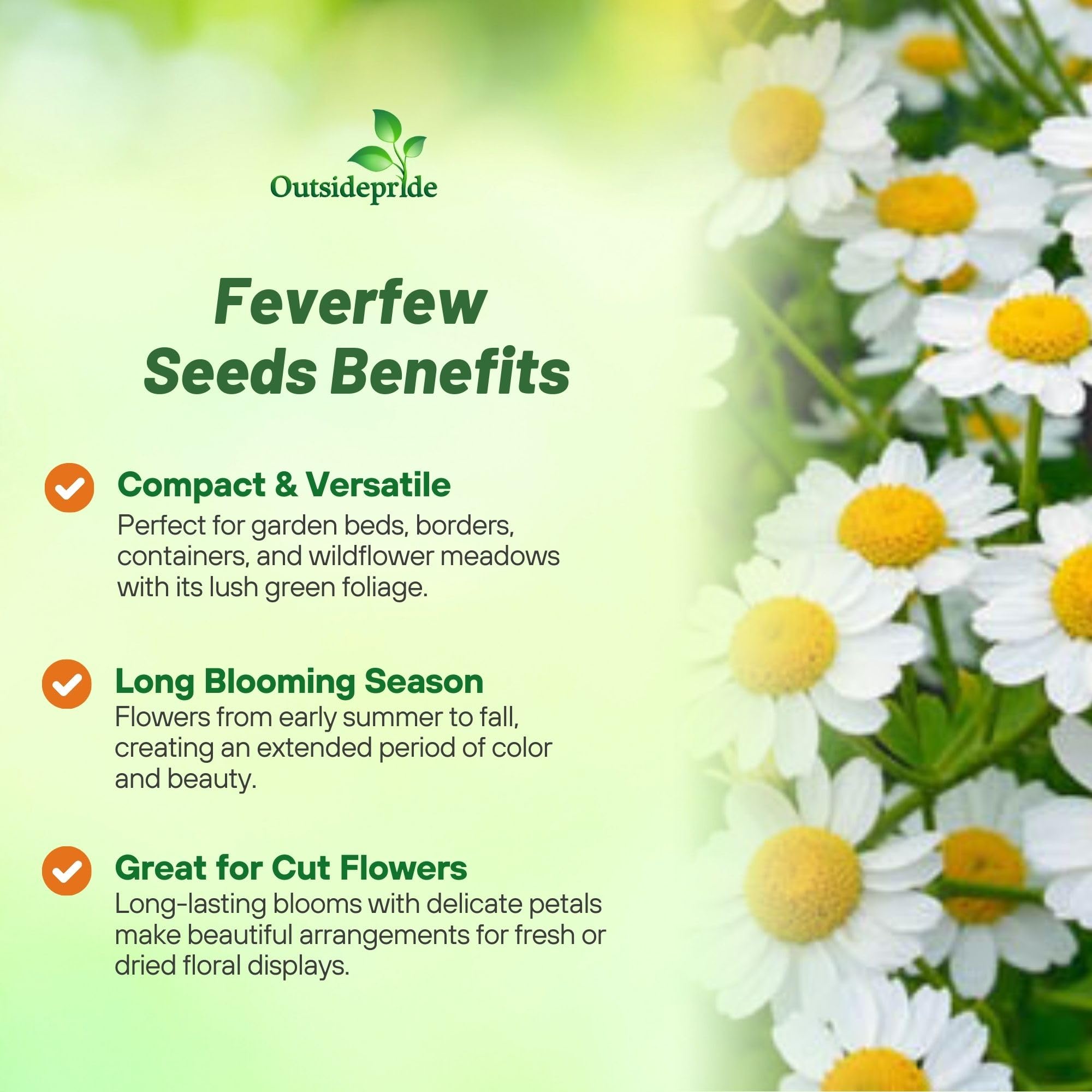 Outsidepride Feverfew Chrysanthemum Seeds closeup white petals highlights bloom potential
