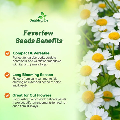 Outsidepride Feverfew Chrysanthemum Seeds closeup white petals highlights bloom potential