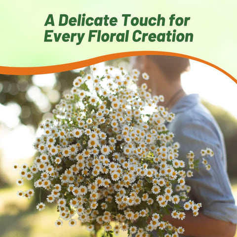 Outsidepride Feverfew Chrysanthemum Seeds cut flowers ready for bouquets