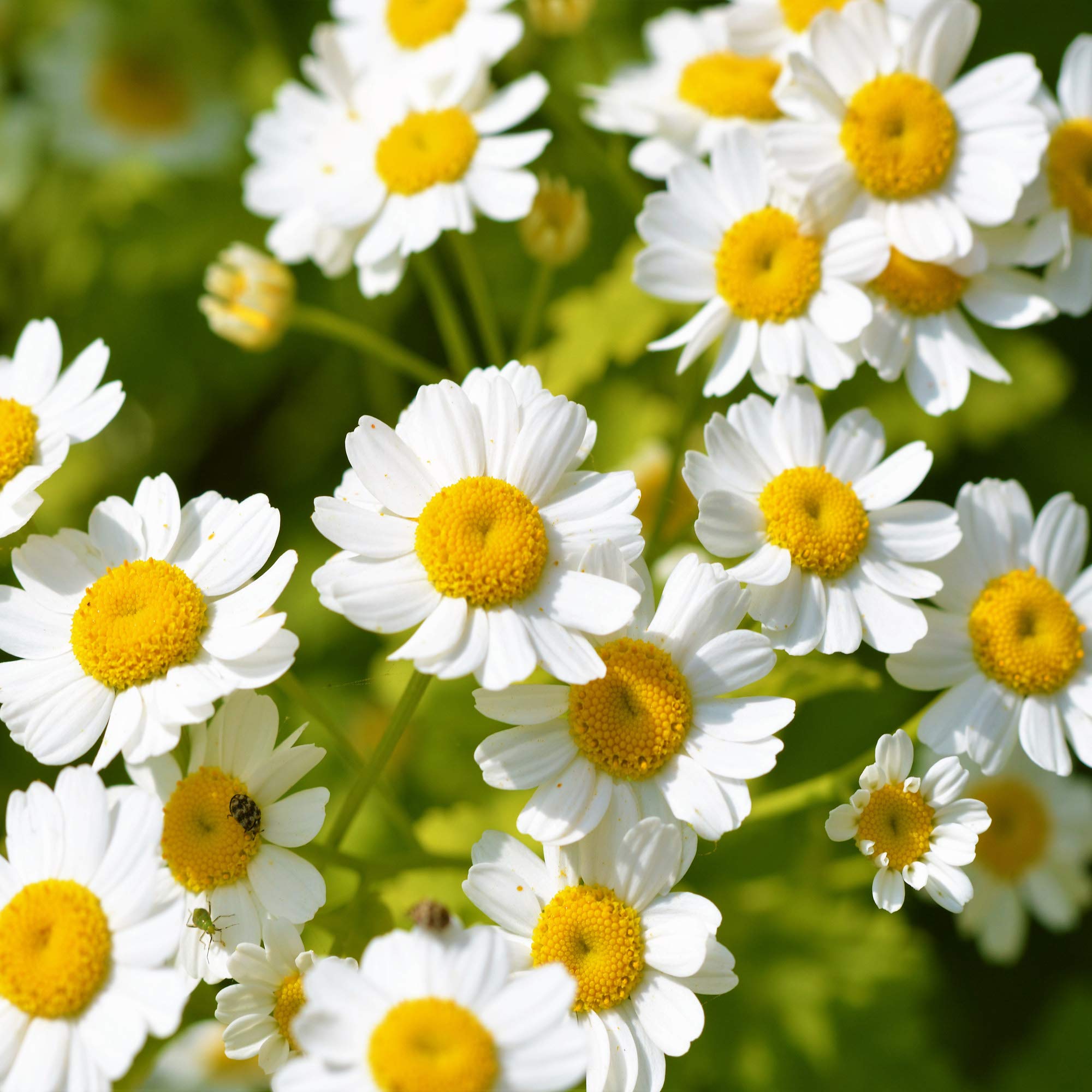 Outsidepride Feverfew Chrysanthemum Seeds drought-tolerant plants for water-wise gardens