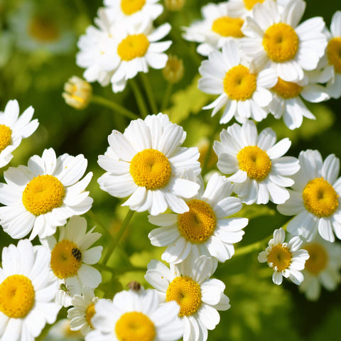 Outsidepride Feverfew Chrysanthemum Seeds drought-tolerant plants for water-wise gardens