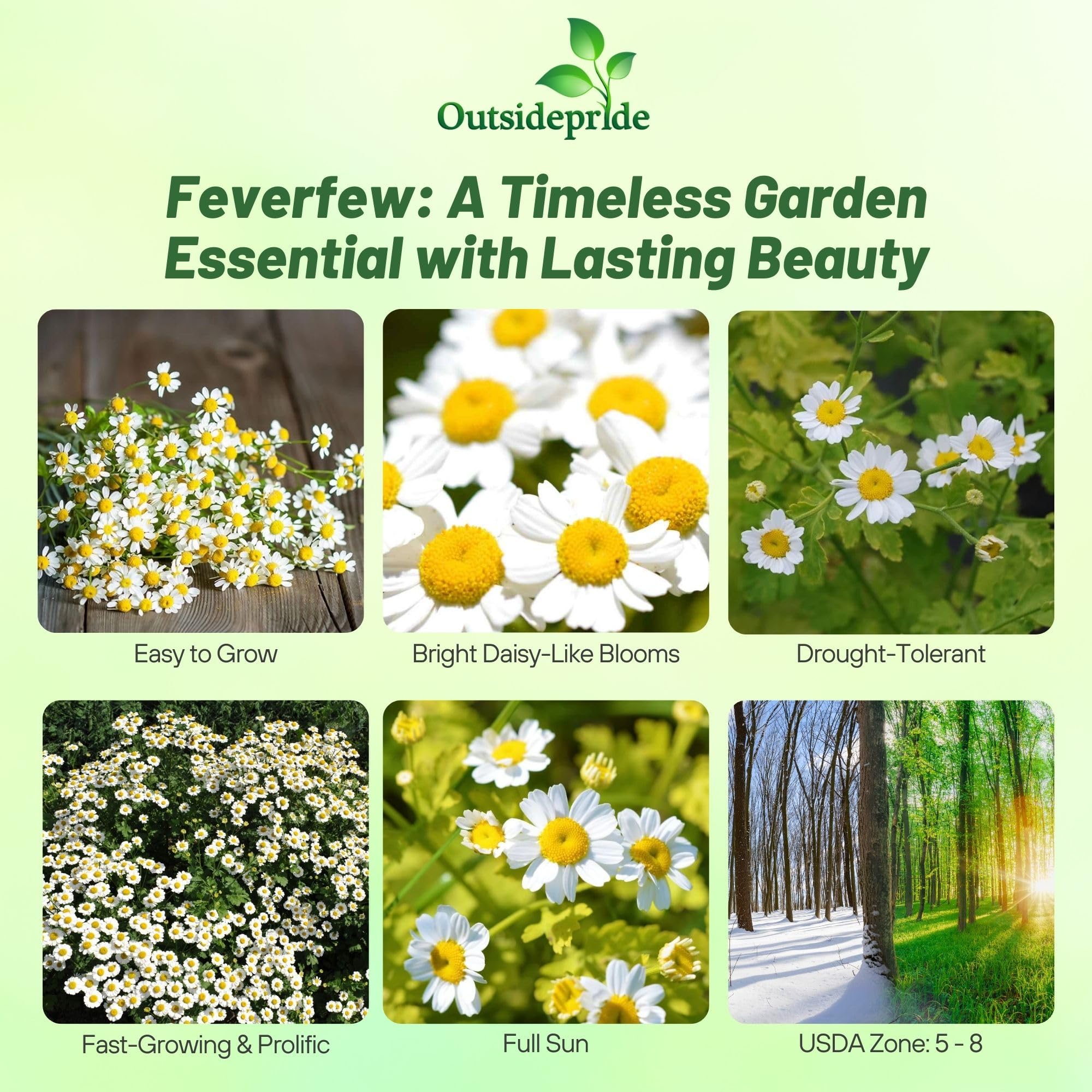 Outsidepride Feverfew Chrysanthemum Seeds planting bed demonstrates spring sowing readiness