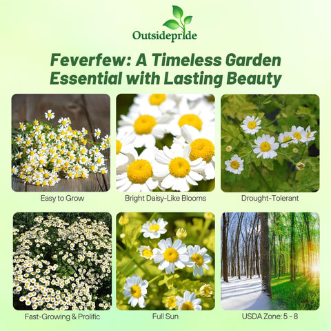 Outsidepride Feverfew Chrysanthemum Seeds planting bed demonstrates spring sowing readiness