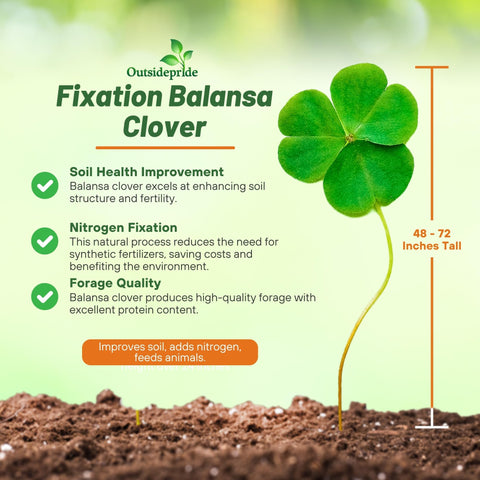 Outsidepride Fixation Balansa Clover biomass forms a dense mulch to improve soil moisture