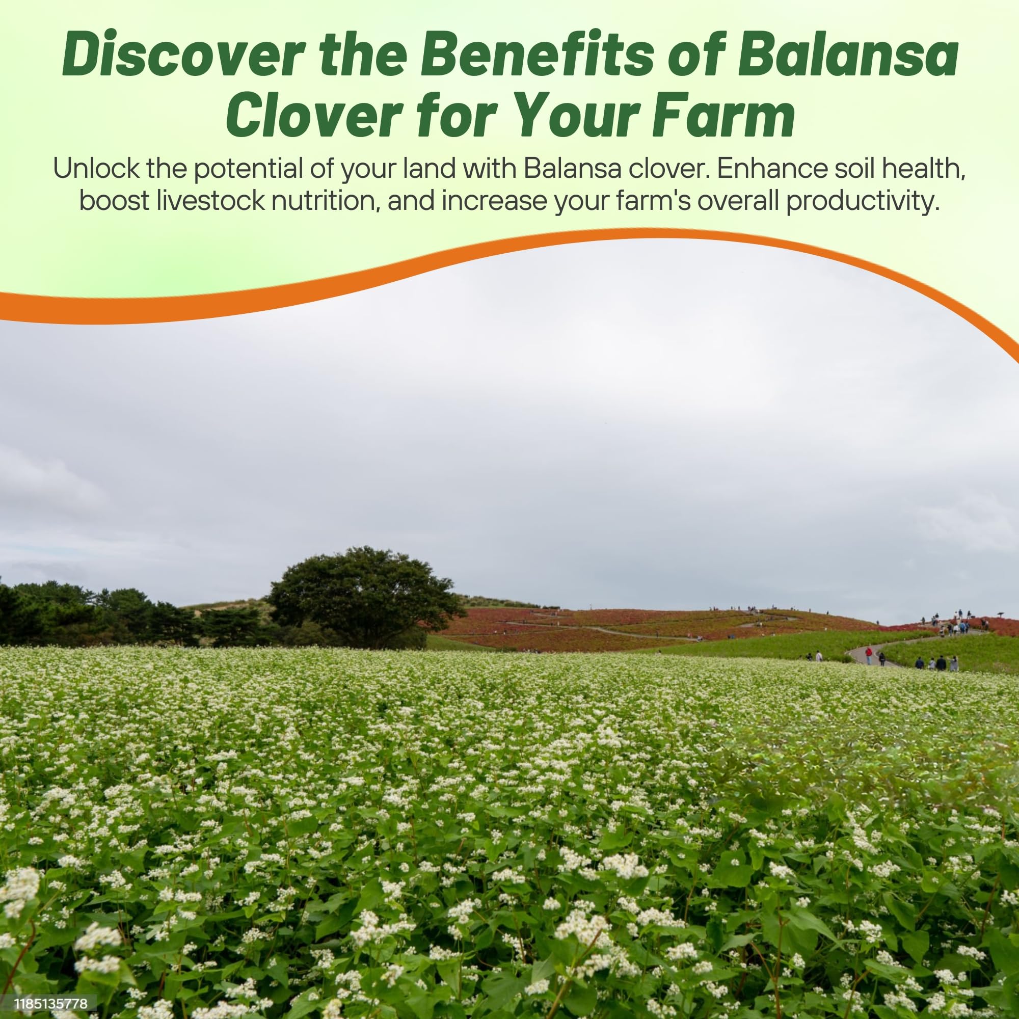 Outsidepride Fixation Balansa Clover root system stabilizes soil on a slope