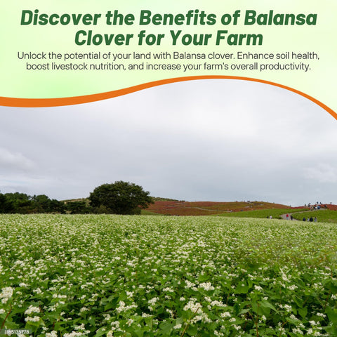 Outsidepride Fixation Balansa Clover root system stabilizes soil on a slope