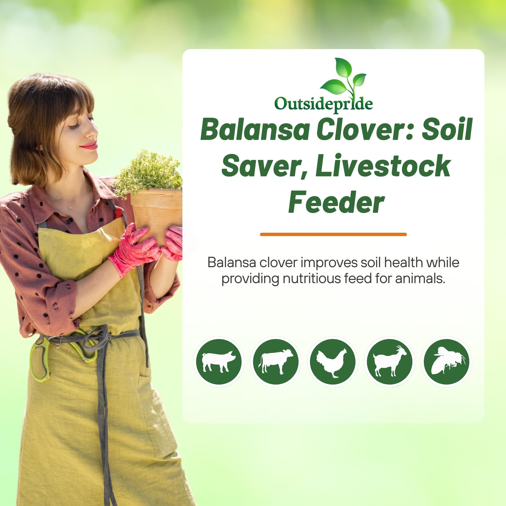 Outsidepride Fixation Balansa Clover forage with high protein content for livestock