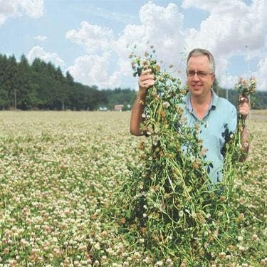 Outsidepride Fixation Balansa Clover in bloom supports pollinators in a garden