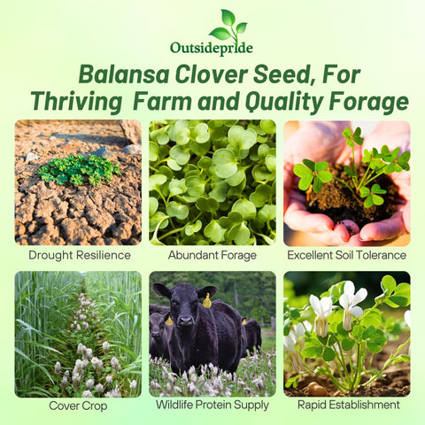 Outsidepride Fixation Balansa Clover seeds close-up showing coating and inoculation