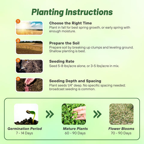Outsidepride Fixation Balansa Clover shade helps suppress weeds in a lawn