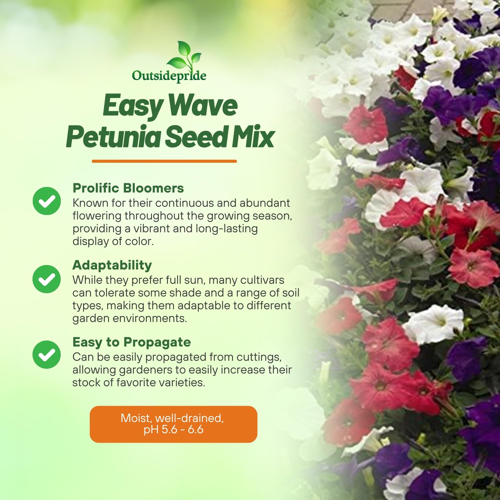 Outsidepride Flag Mix Easy Wave Petunia trails beautifully in containers and hanging baskets.