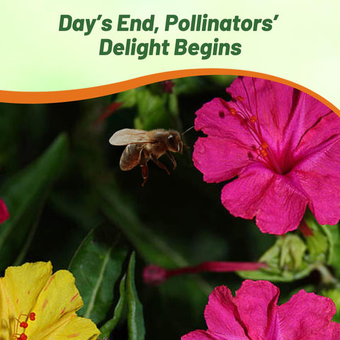 Outsidepride Four O Clock container garden shows easy planting and year round color