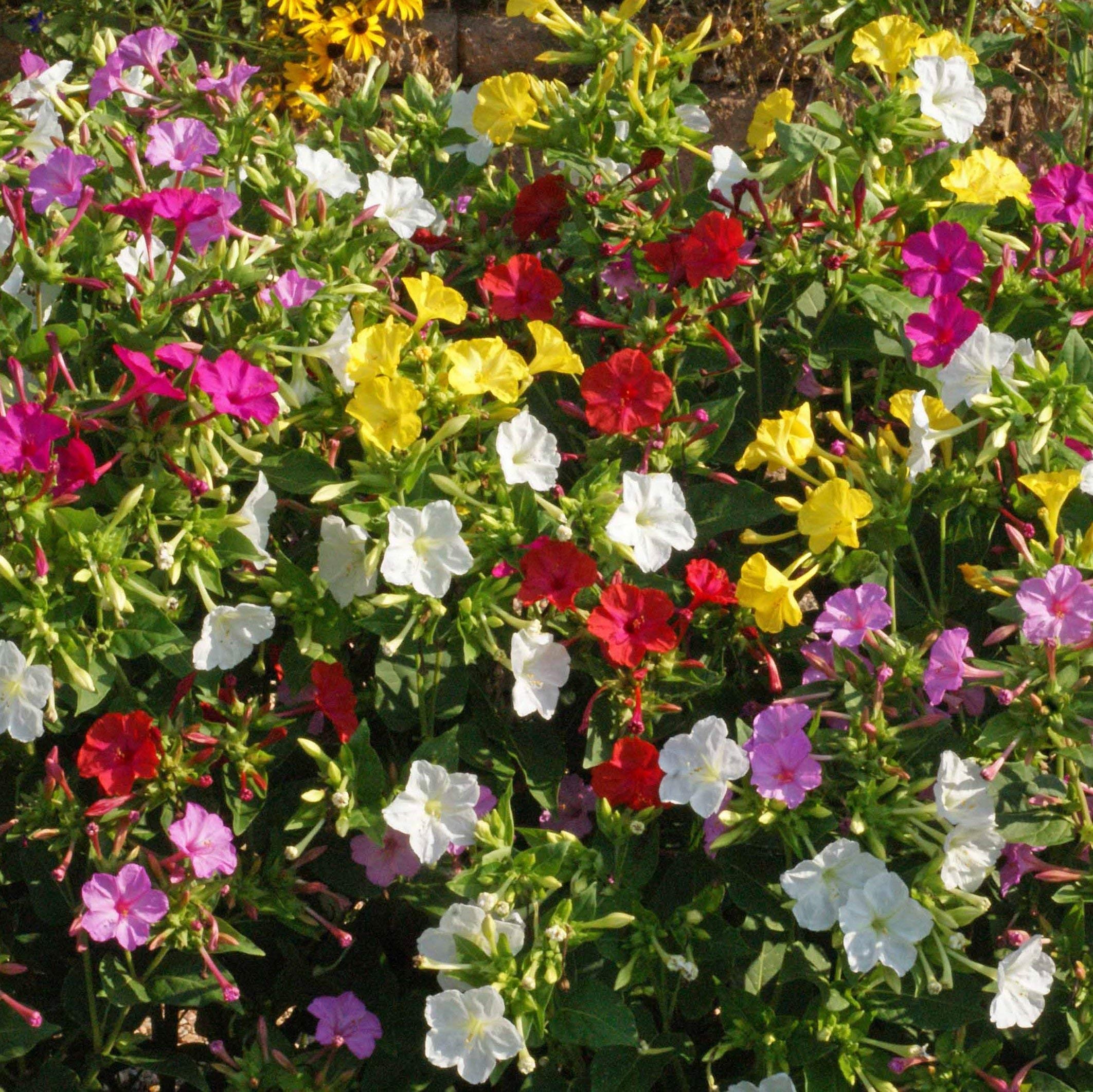 Outsidepride Four O Clock deer proof growth supports low maintenance landscapes
