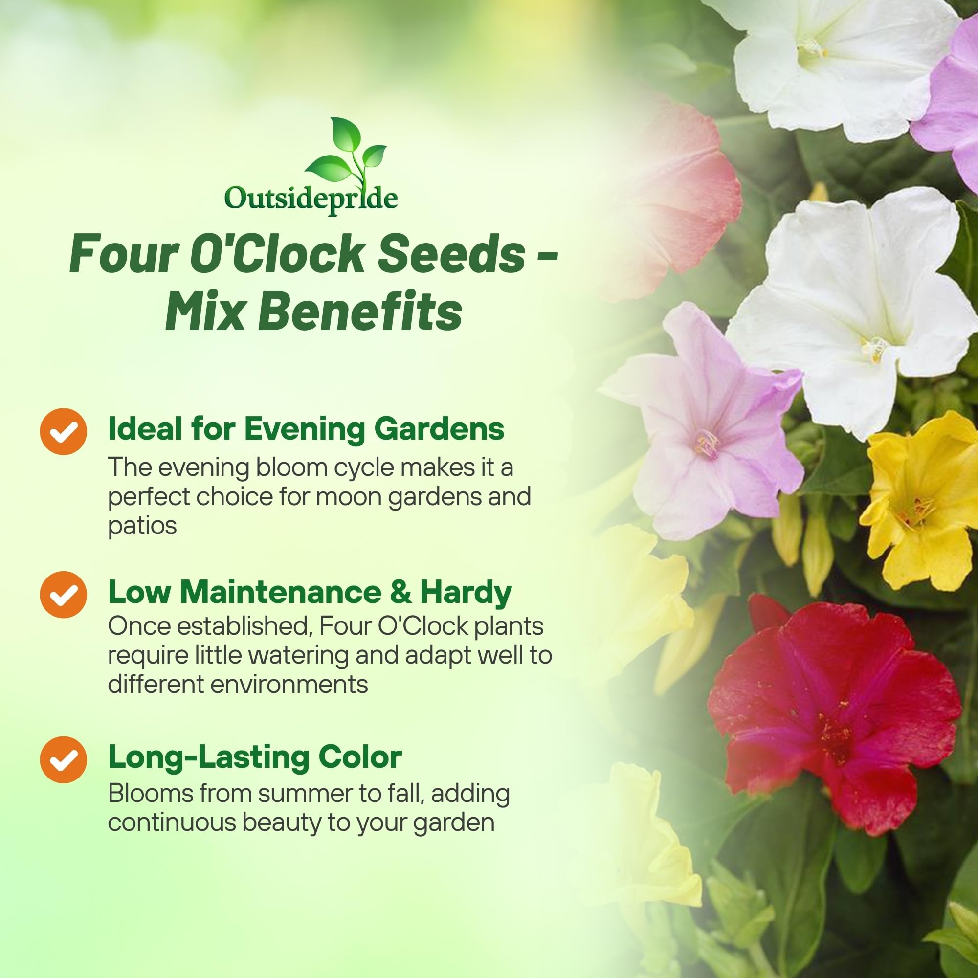 Outsidepride Four O Clock flowers in a garden bed create dense, defined borders