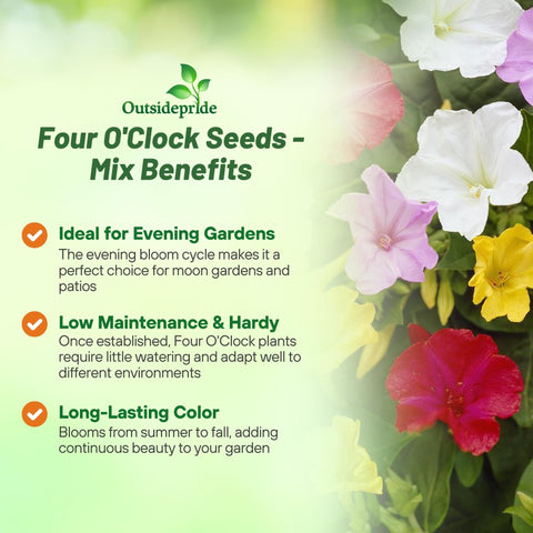 Outsidepride Four O Clock flowers in a garden bed create dense, defined borders