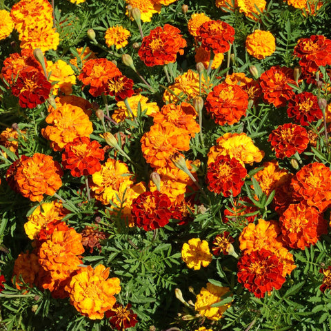 Outsidepride French Marigold Mix drought-tolerant blooms with minimal watering