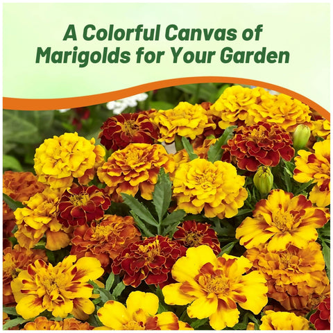 Outsidepride French Marigold Mix heat-tolerant seeds endure hot summers