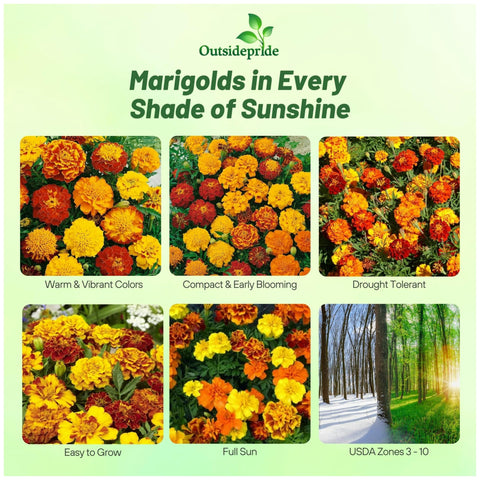 Outsidepride French Marigold seed mix planted in a container for compact color