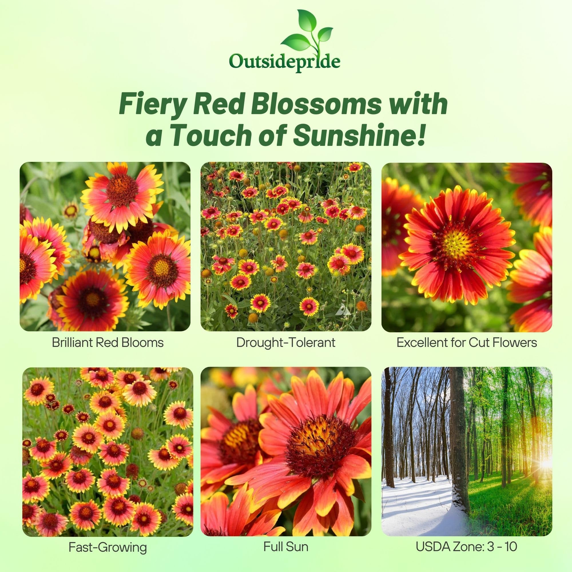Outsidepride Gaillardia Aristata Red Blanket Flower blooms closeup highlighting vibrant bi-color petals