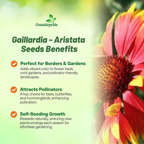 Outsidepride Gaillardia Aristata Red Blanket Flower in garden demonstrates drought-tolerant color