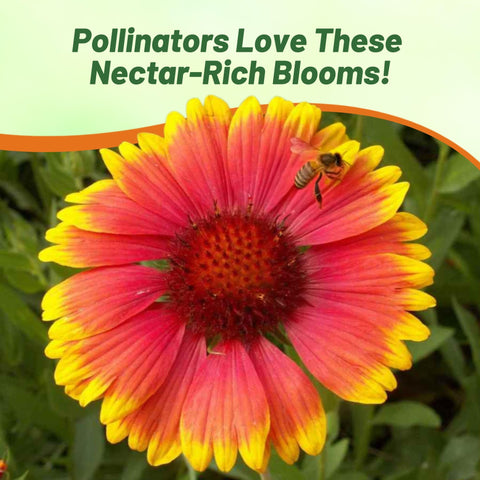 Outsidepride Gaillardia Aristata Red Blanket Flower attracts pollinators in gardens