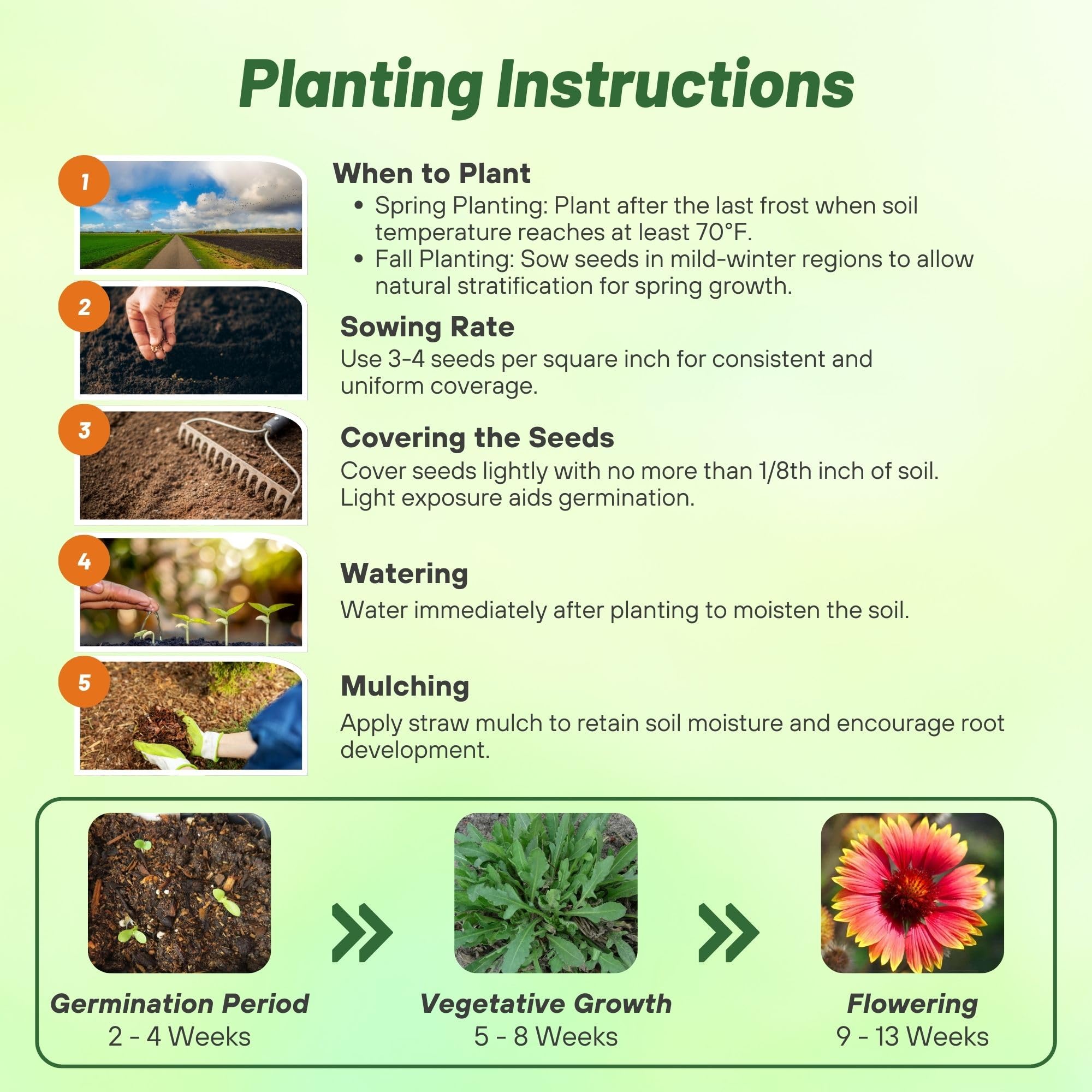 Outsidepride Gaillardia Aristata Red Blanket Flower seed germination and establishment tips
