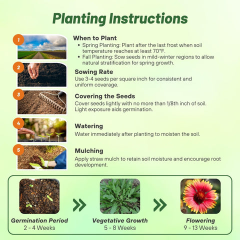 Outsidepride Gaillardia Aristata Red Blanket Flower seed germination and establishment tips