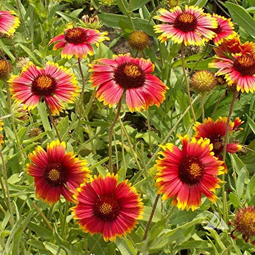 Outsidepride Gaillardia Aristata Red Blanket Flower suited for xeriscapes